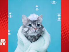 Neden kediler genelde suyu sevmez?