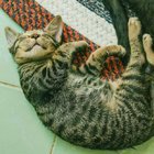 KEDİLER NEDEN ÇOK FAZLA UYUYOR?