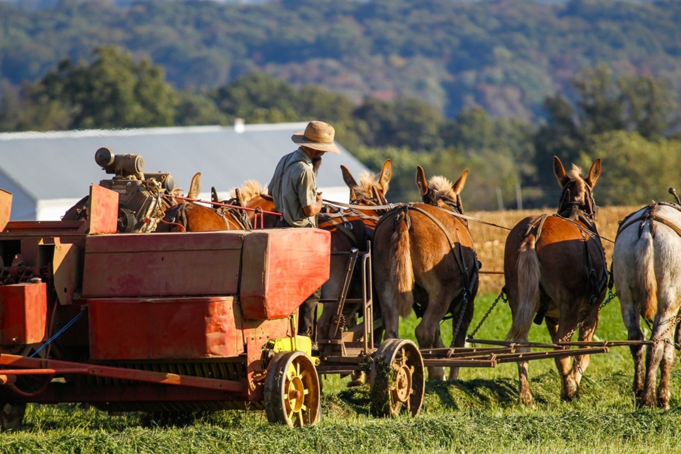 21. yüzyılda teknolojiyi reddederek yaşayan toplum: Amişler! Amişler topluluğu kimdir ve evlilikleri nasıldır?