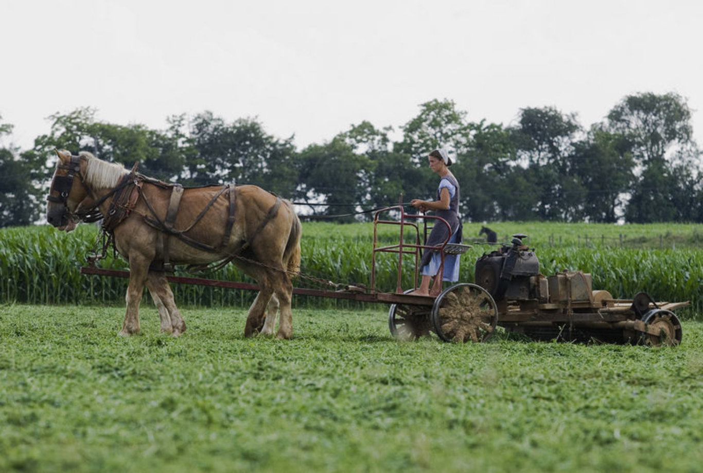 21. yüzyılda teknolojiyi reddederek yaşayan toplum: Amişler! Amişler topluluğu kimdir ve evlilikleri nasıldır?