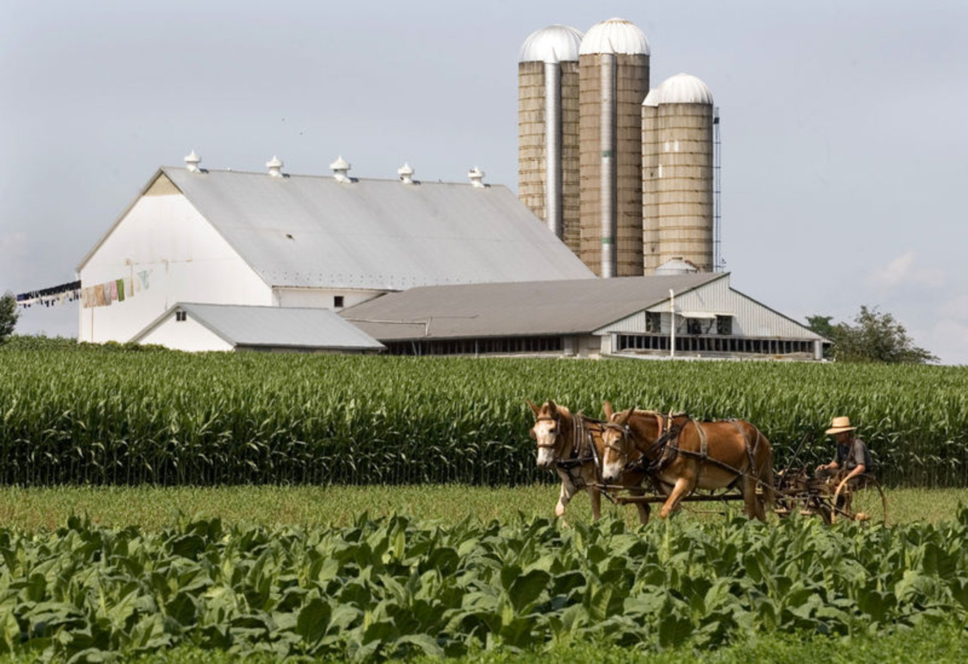 21. yüzyılda teknolojiyi reddederek yaşayan toplum: Amişler! Amişler topluluğu kimdir ve evlilikleri nasıldır?