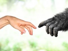 İnsan DNA’sının benzediği hayvanlar
