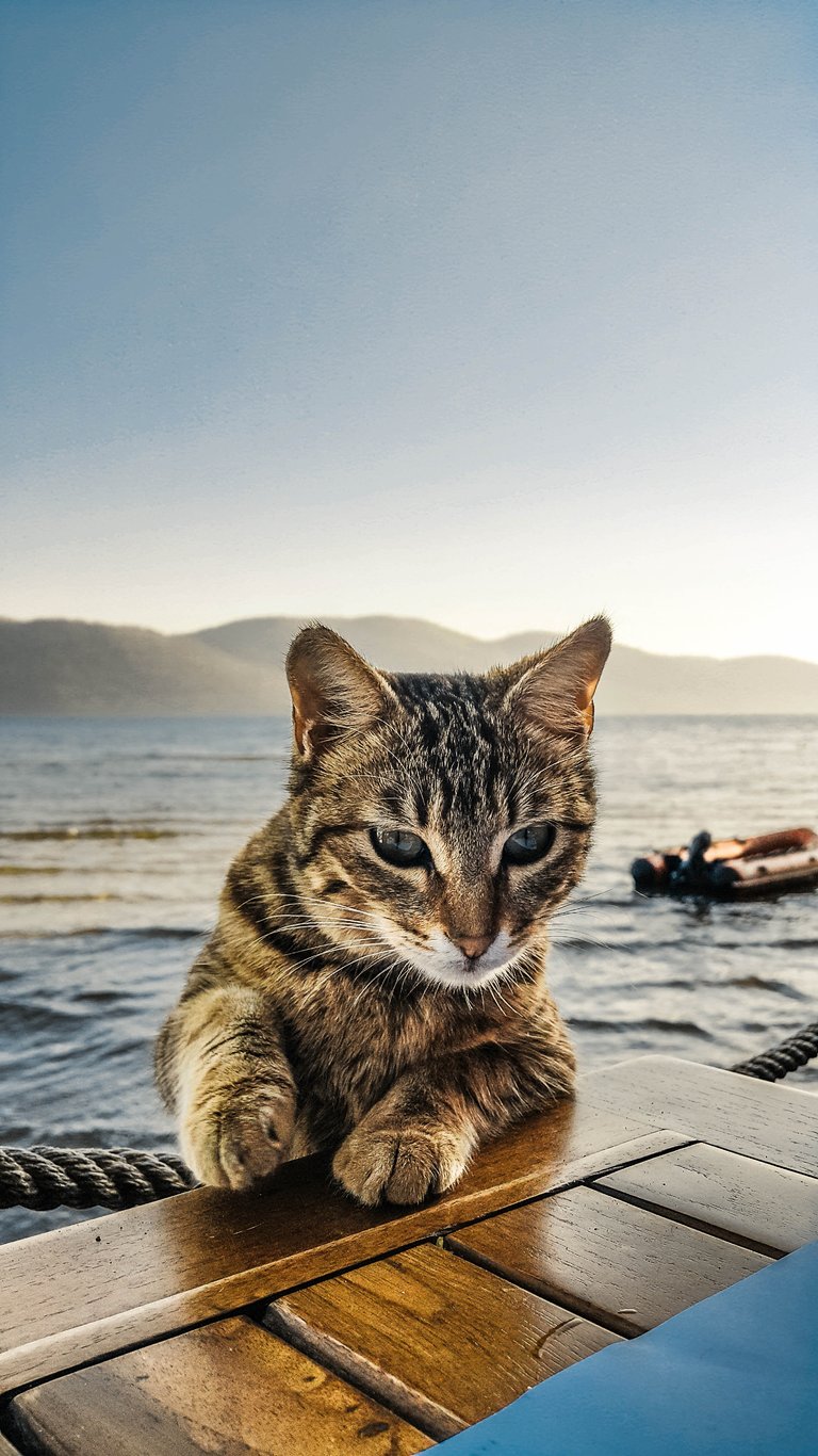 Yeni yöntem ile kediler artık aşı ile kısırlaştırılabilecek!