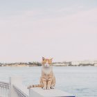 KEDİLER ARTIK AŞI İLE KISIRLAŞTIRILABİLİR!