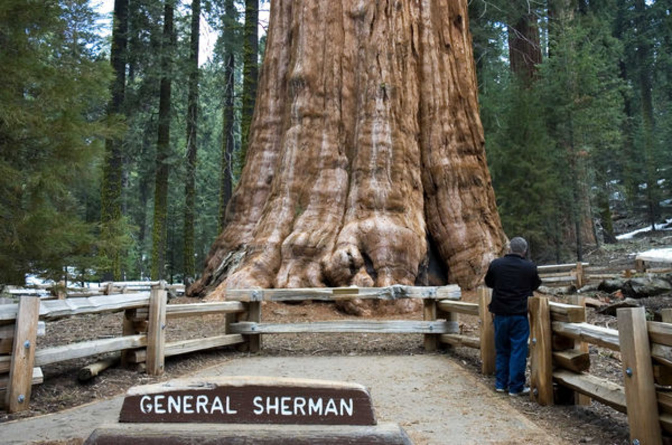 Devasa boyutlardaki bu ağaç 3 bin yıldan fazla yaşıyor! İşte, General Sherman ağacı!