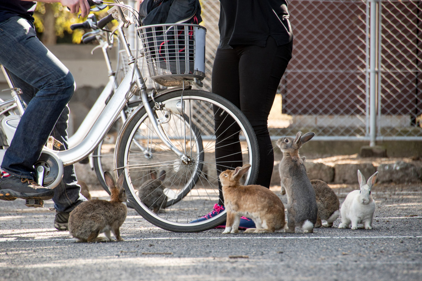 Tavşanlar tarafından yönetilen Okunoshima adası Japonya'nın gözdesi!