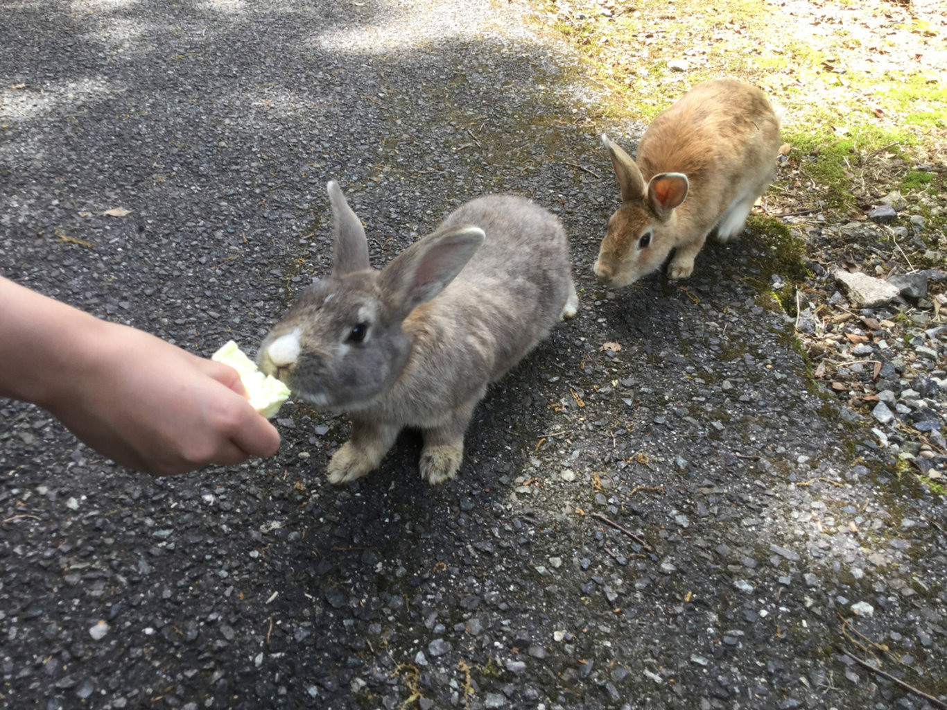 Tavşanlar tarafından yönetilen Okunoshima adası Japonya'nın gözdesi!
