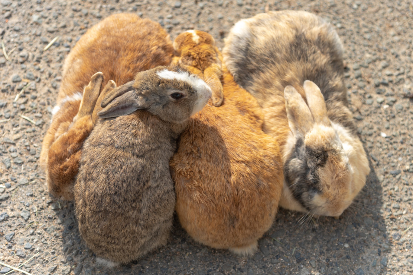 Tavşanlar tarafından yönetilen Okunoshima adası Japonya'nın gözdesi!