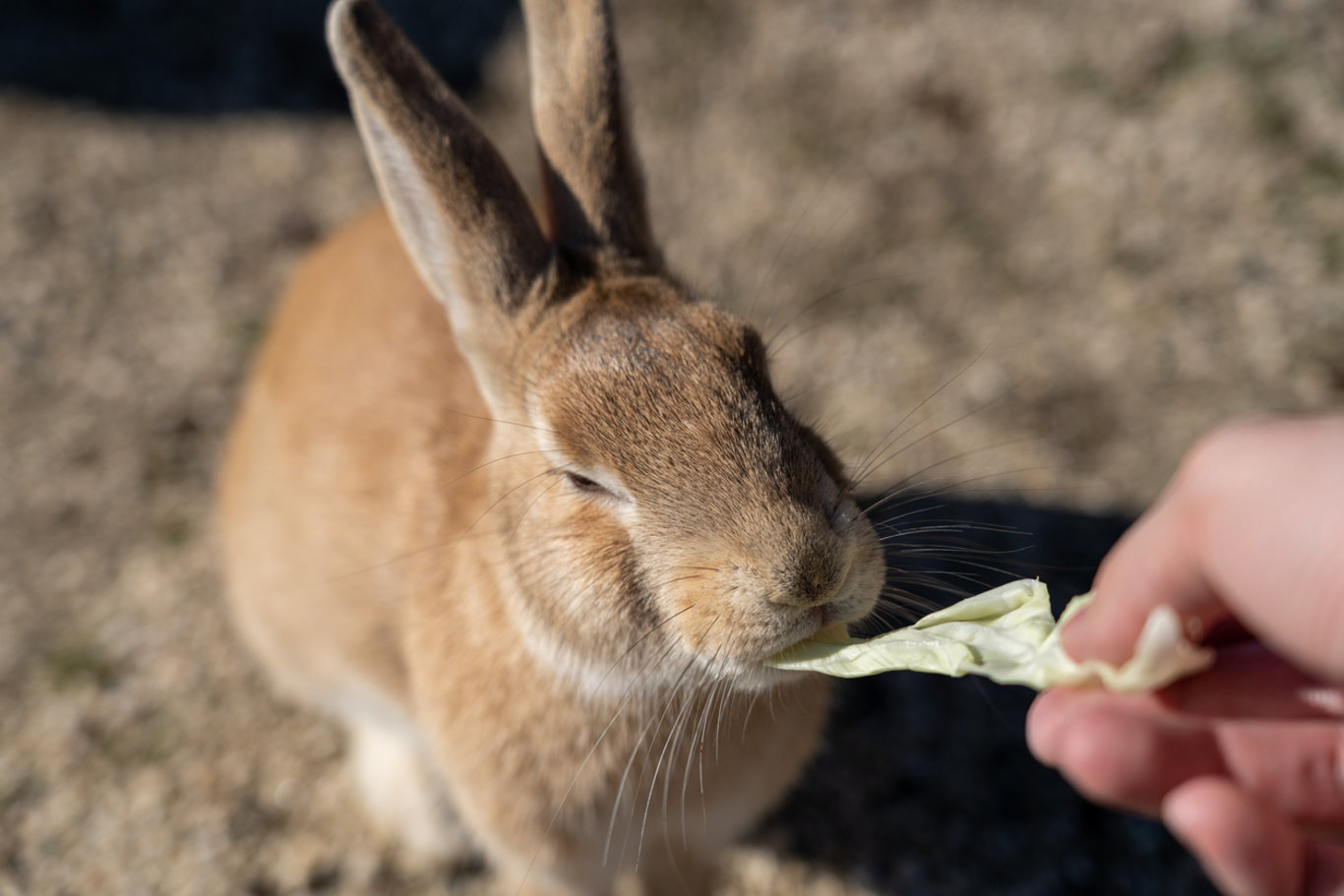 Tavşanlar tarafından yönetilen Okunoshima adası Japonya'nın gözdesi!