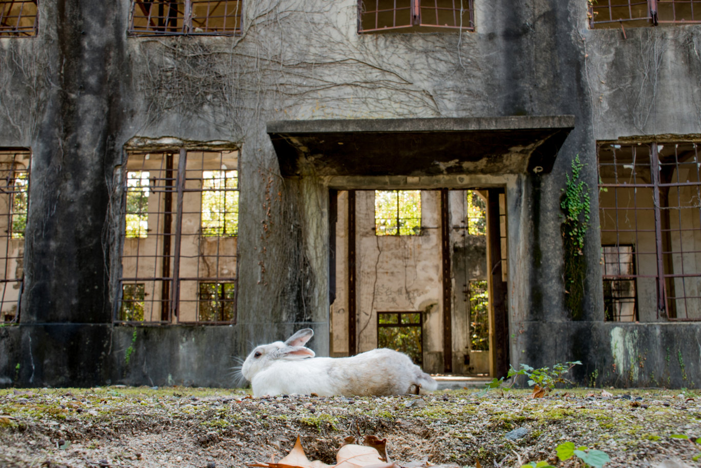 Tavşanlar tarafından yönetilen Okunoshima adası Japonya'nın gözdesi!