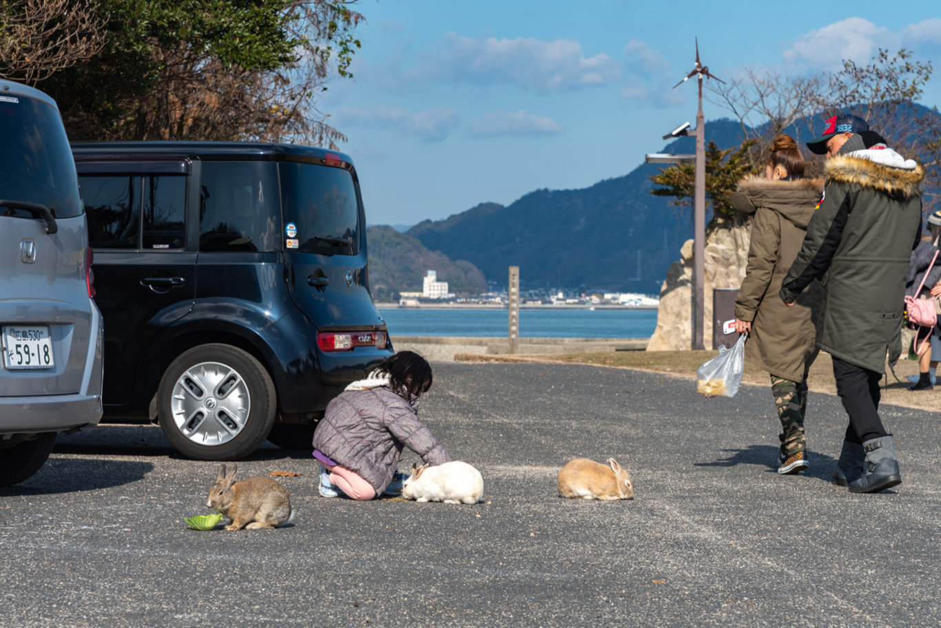 Tavşanlar tarafından yönetilen Okunoshima adası Japonya'nın gözdesi!