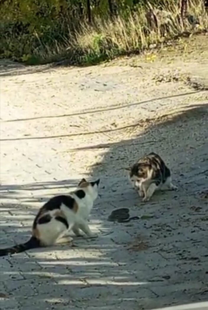 Elazığ'da kedilerin yılanla mücadelesi