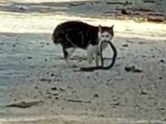 Elazığ’da kedilerin yılanla mücadelesi