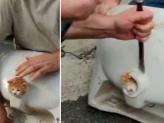 Fatih’te lavabo deliğine sıkışan kedi böyle kurtarıldı