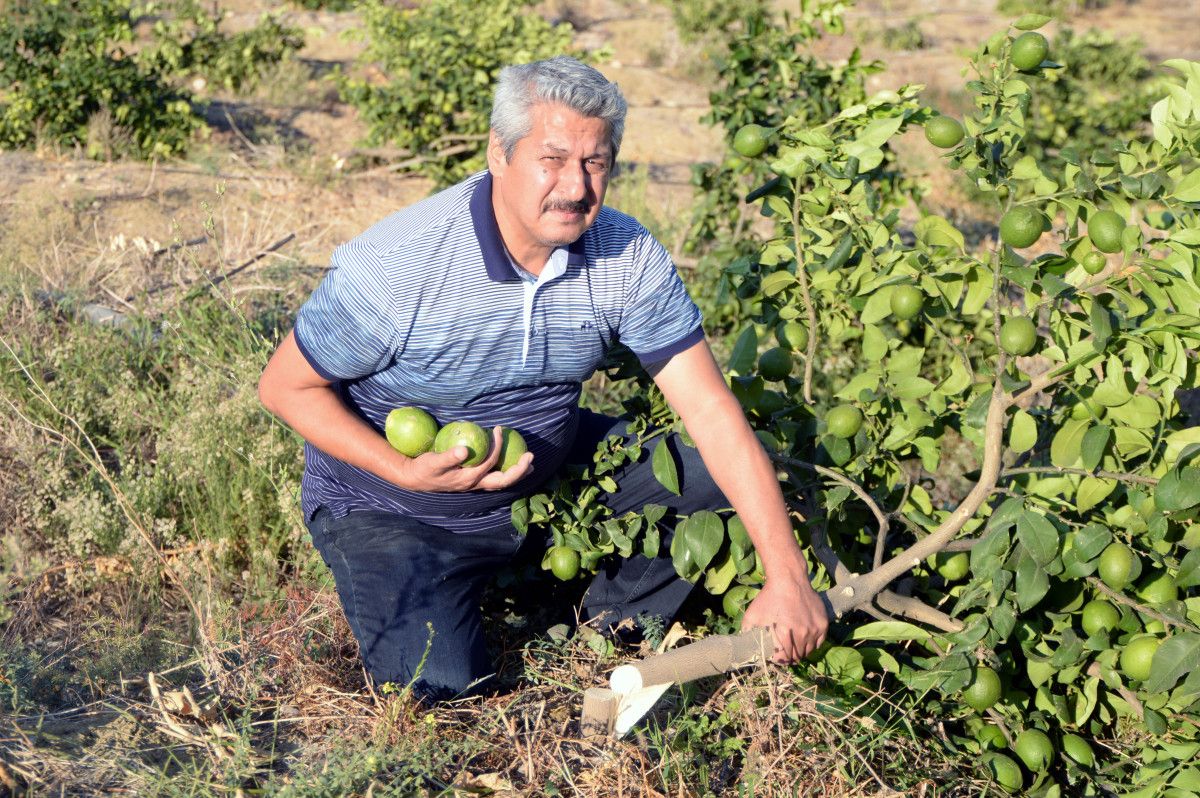 Mersin de limon bahçesindeki 600 ağacı kestiler #1