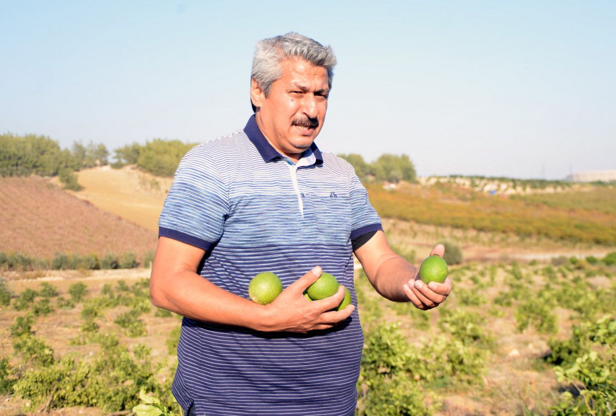 Mersin de limon bahçesindeki 600 ağacı kestiler #2