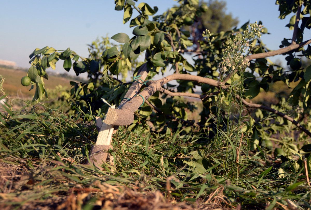 Mersin de limon bahçesindeki 600 ağacı kestiler #4