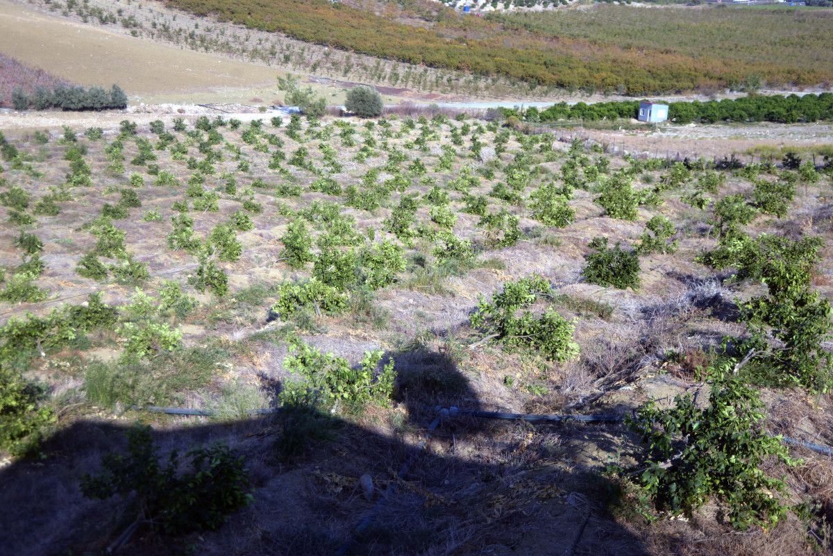 Mersin de limon bahçesindeki 600 ağacı kestiler #7