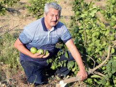 Mersin’de limon bahçesindeki 600 ağacı kestiler