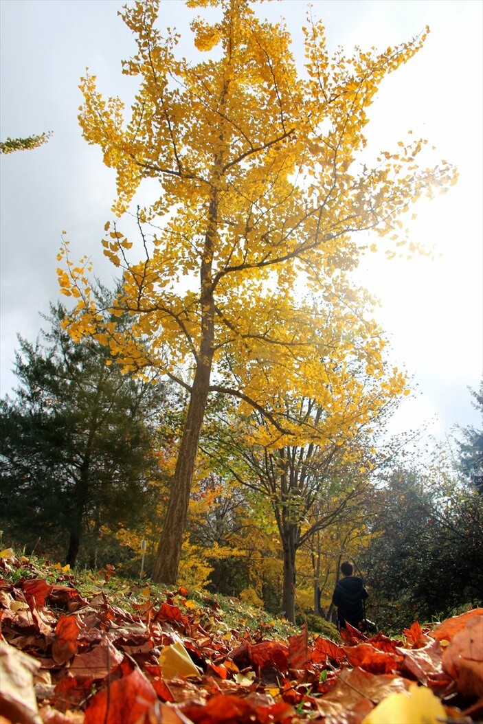 Atatürk Arboretumu sonbahar renklerine büründü