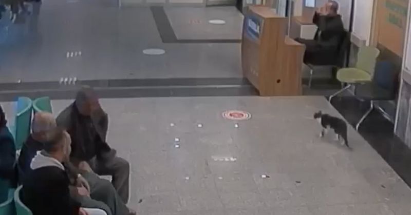 Bitlis’te kedi, kırık için devlet hastanesine gitti