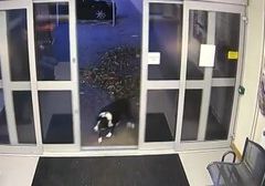 İngiltere’de kaybolan köpek karakola gitti