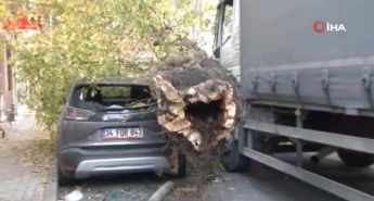 İstanbul’da kamyonun çarptığı ağaç yola devrildi