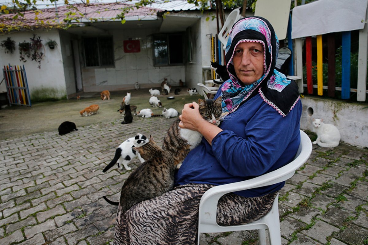 Samsun da evlatlarım dediği 100 ü aşkın kediye bakıyor #3