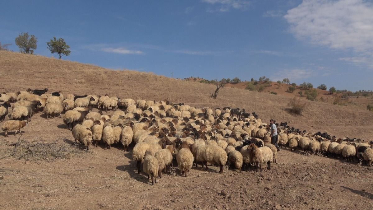 Siirt ten Aysun Kayacı’ya gönderme: Çobanları baş tacı yapmamız lazım #3