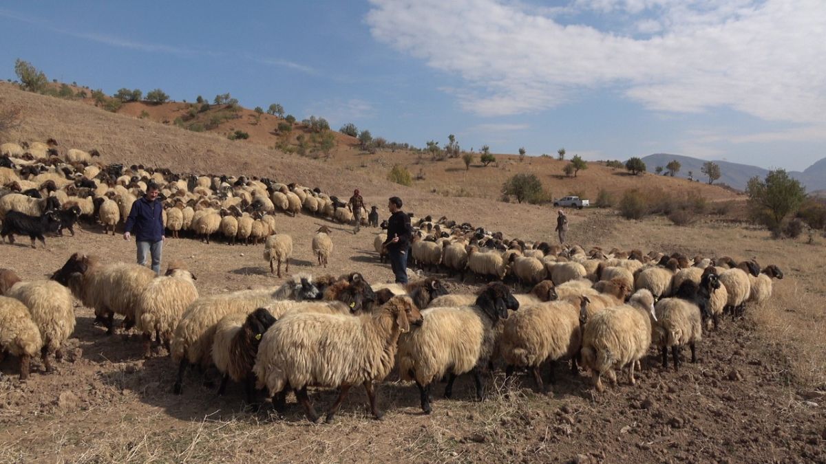 Siirt ten Aysun Kayacı’ya gönderme: Çobanları baş tacı yapmamız lazım #4