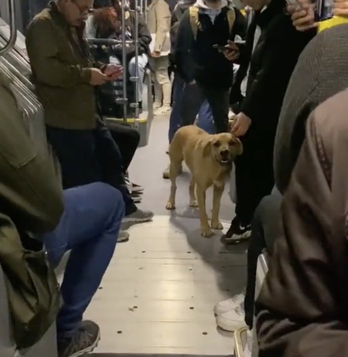 metrobüs sokak köpeği