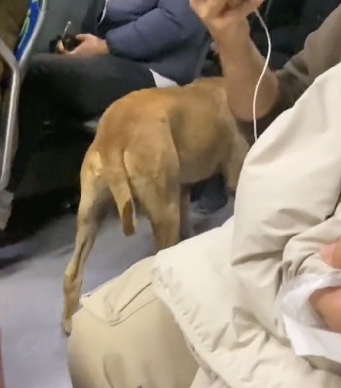 metrobüs sokak köpeği