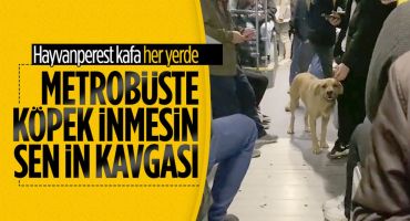 Metrobüste sokak köpeği tartışması